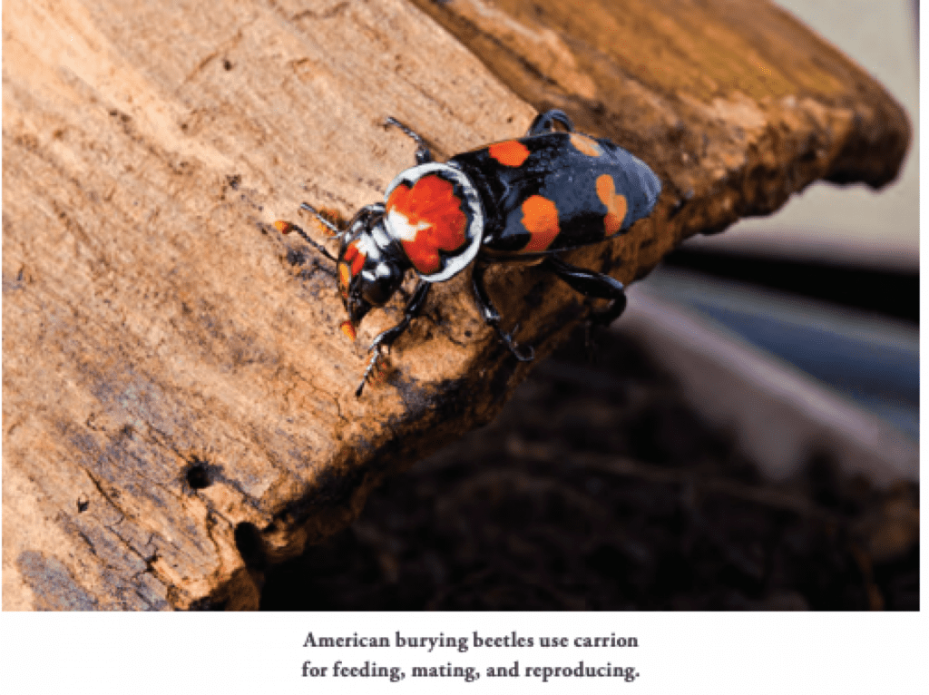 Burying the Hatchet: Moving from Discord to Harmony in American Burying Beetle Conservation