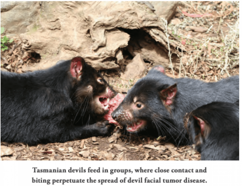 Devil’s Advocates: Helping Tasmanian Devils Stay Ahead of a Devastating Disease