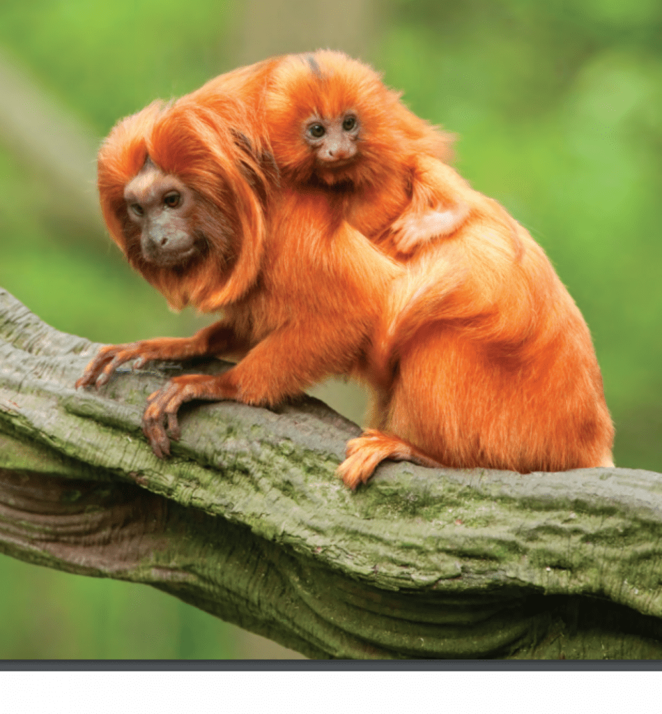 Beating the Odds Bright Ideas for the Survival of Golden Lion Tamarins