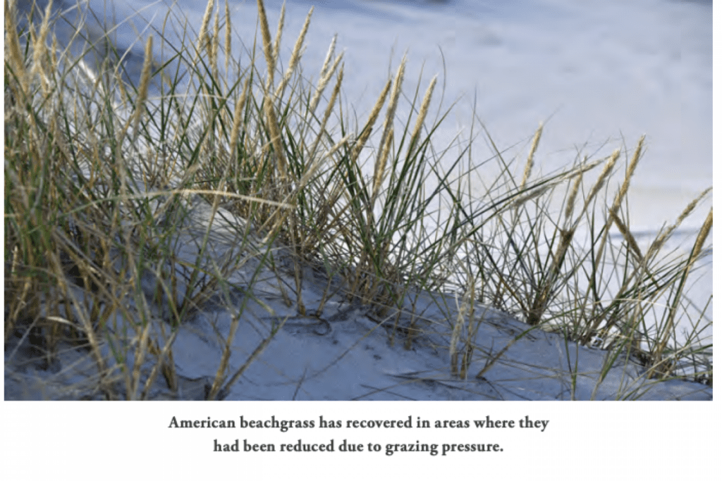 Balancing Act: Managing Native Plants and Grazing Horses on Assateague Island