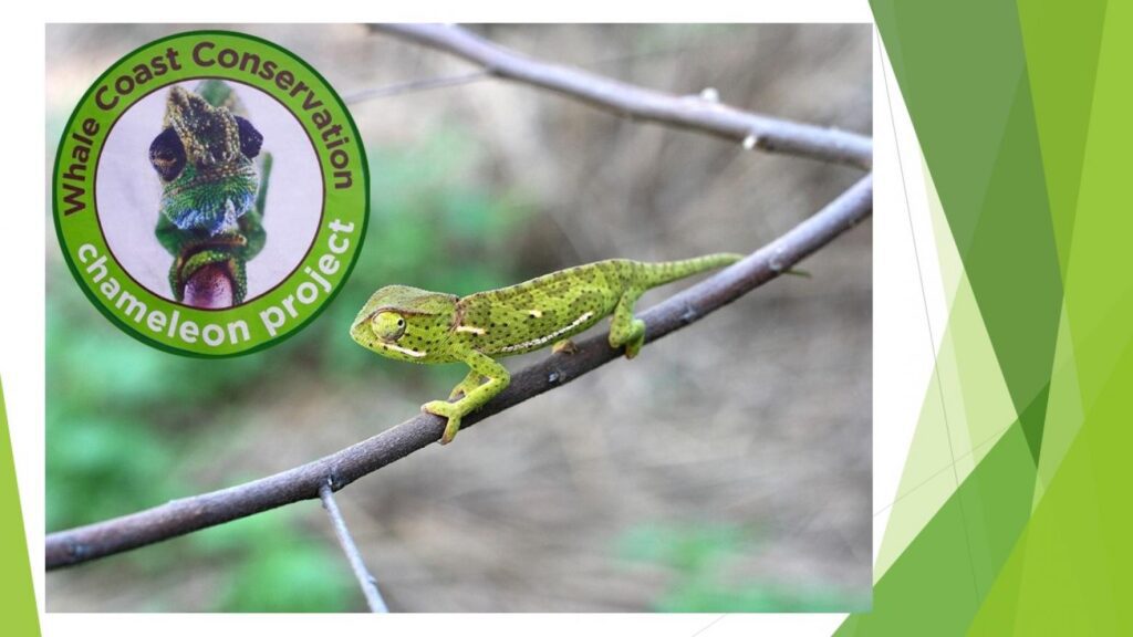 Conserving Cape Dwarf Chameleons and their habitat