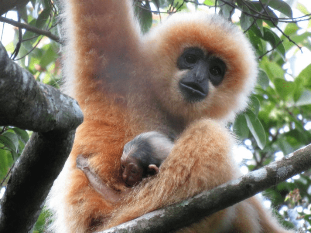 Acoustic Monitoring for Improving the Conservation of Critically Endangered Hainan Gibbon