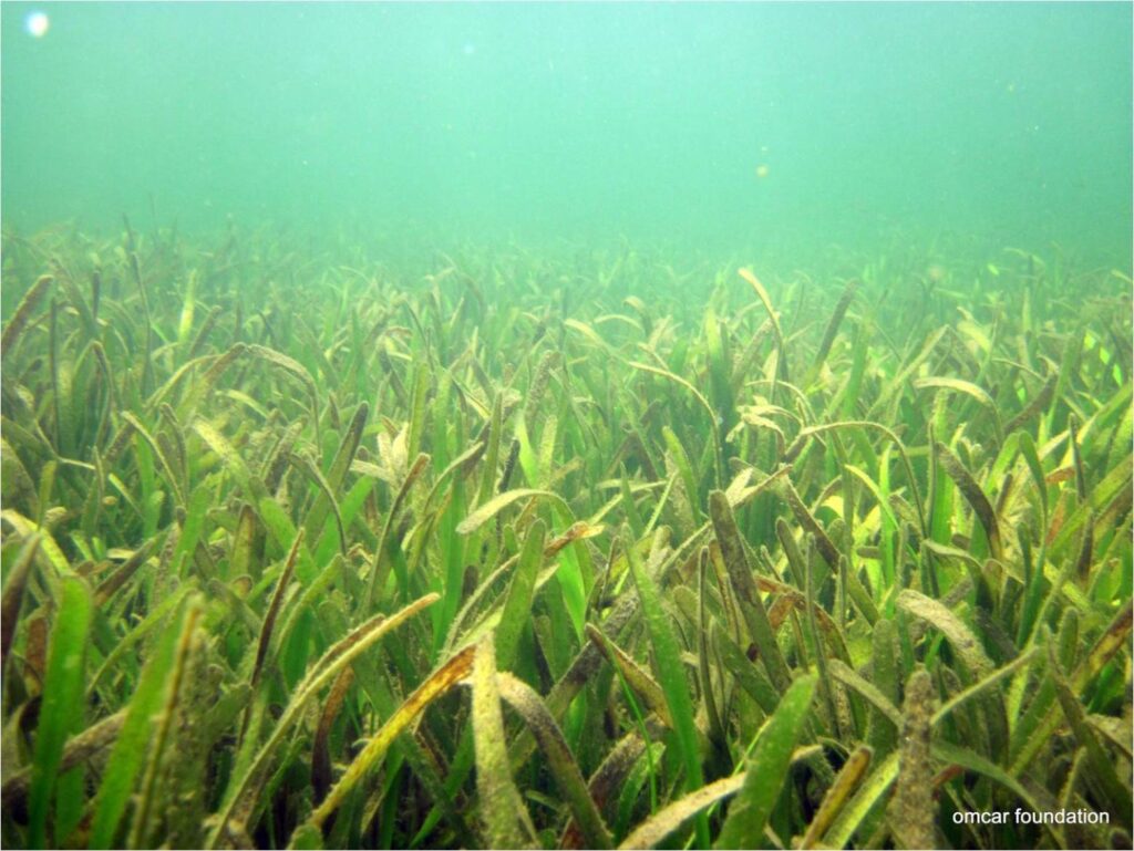 Dugong - Seagrass Conservation in Palk Bay, India