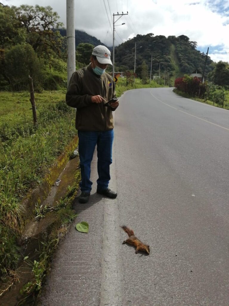 Atropellamiento de Fauna Silvestre. Propuesta de Plan de Acción en el Parque Nacional Cayambe Coca.