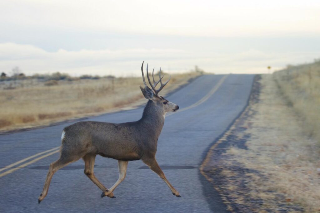 Conserving Long Distance Migration for Mule Deer