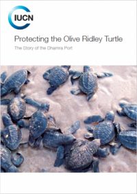 Protecting the olive ridley turtle