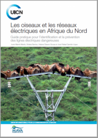 Les oiseaux et les réseaux électriques en Afrique du Nord