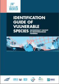 Identification guide of vulnerable species incidentally caught in Mediterranean fisheries