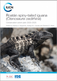 Roatán spiny-tailed iguana (Ctenosaura oedirhina)