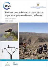 Premier dénombrement national des rapaces rupicoles diurnes du Maroc