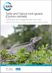 Turks and Caicos rock iguana (Cyclura carinata)