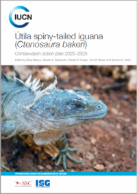 Útila spiny-tailed iguana (Ctenosaura bakeri)
