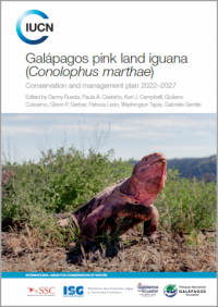 Galápagos pink land iguana (Conolophus marthae)