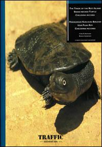 The trade of the Roti Island snake-necked turtle Chelodina mccordi, Indonesia