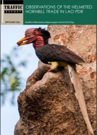 Observations of the helmeted hornbill trade in Lao PDR