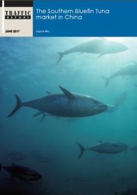 The Southern Bluefin Tuna market in China