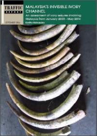 Malaysia's invisible ivory channel Malaysia's invisible ivory channel