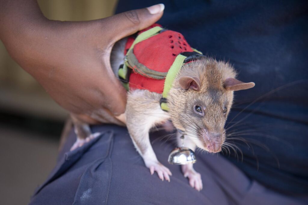 Training African giant pouched rats to detect illegally trafficked wildlife