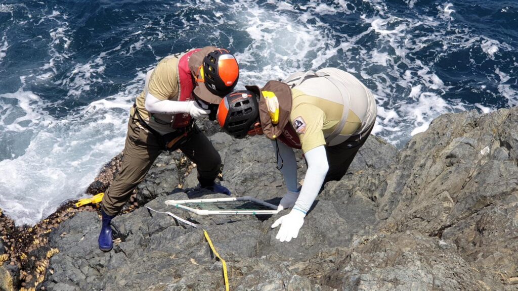 Ecosystem Restoration Program for Seashore Rocks