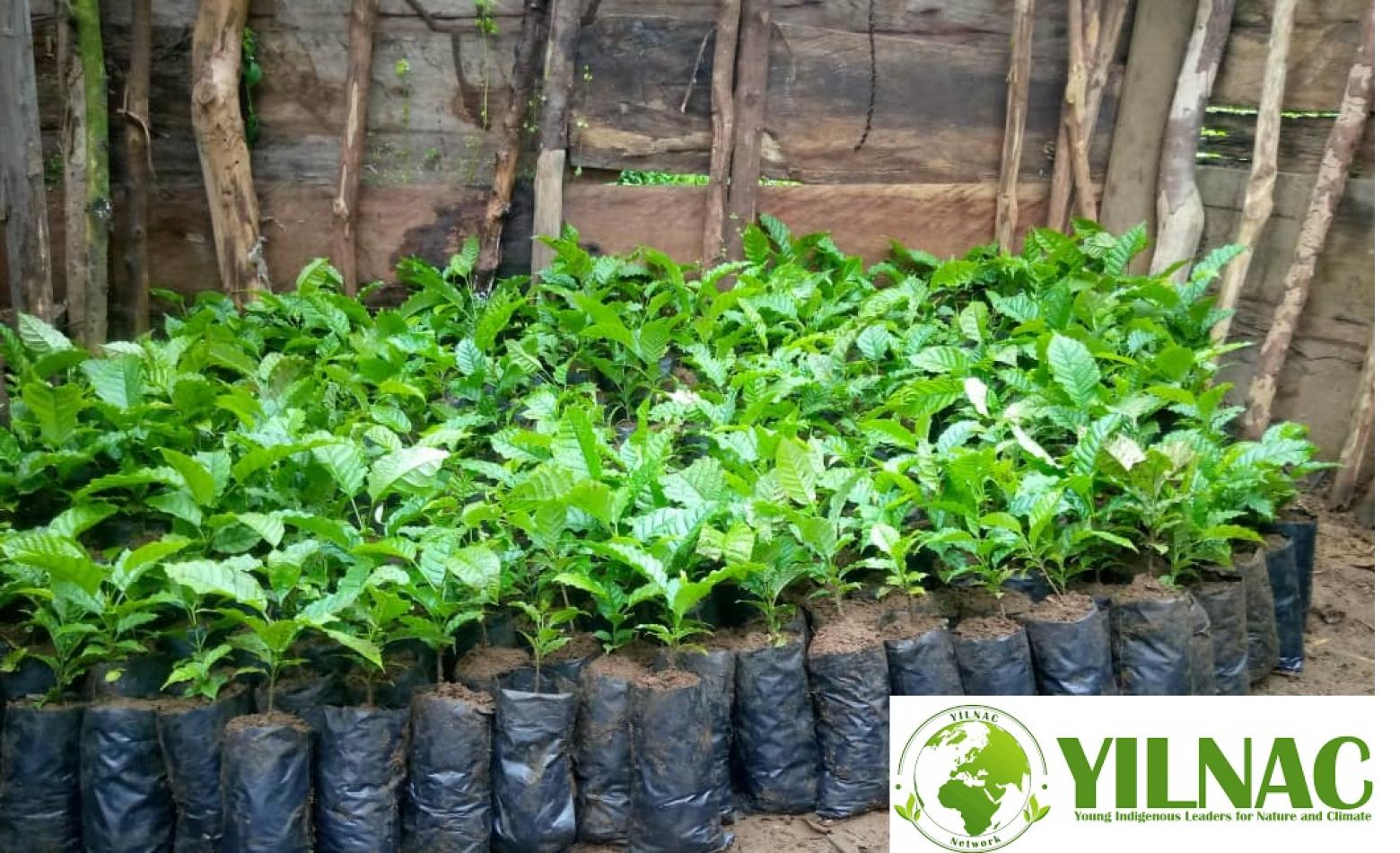 YILNAC Network Accompagne les jeunes autochtones dans la Restauration des forêts communautaires par la plantation et la gestion rationnelle d’arbres traditionnels en Territoire de Mwenga