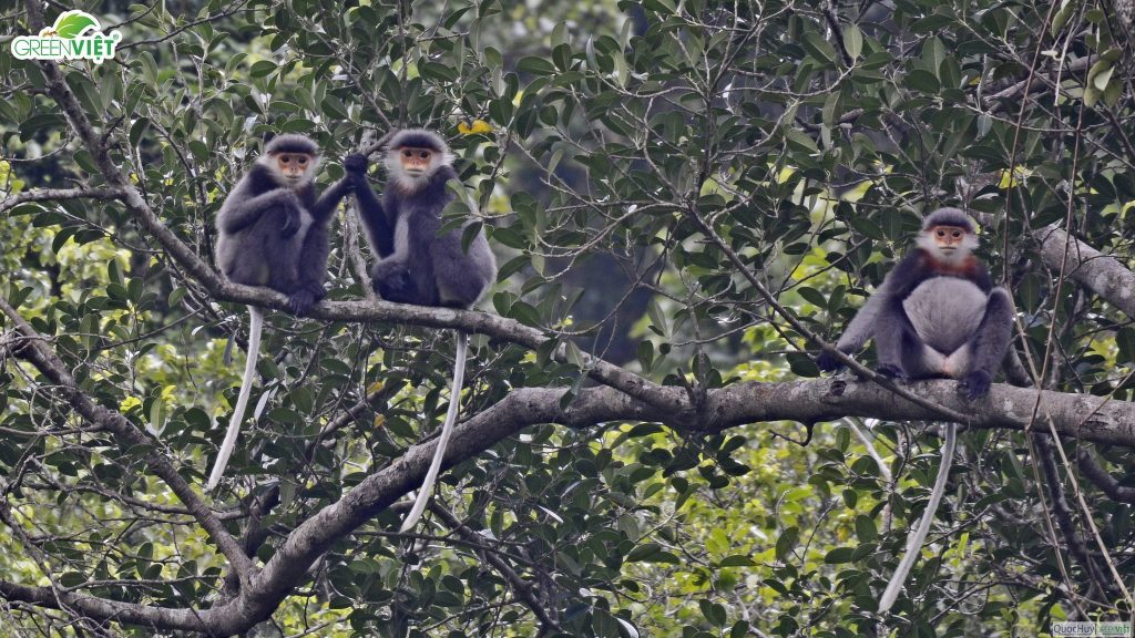 Local Species Champion Group work to save Grey-Shanked Douc Langurs in Viet Nam