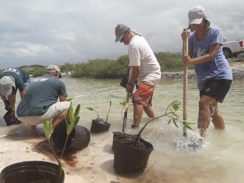 Mangrove Restoration Bonaire