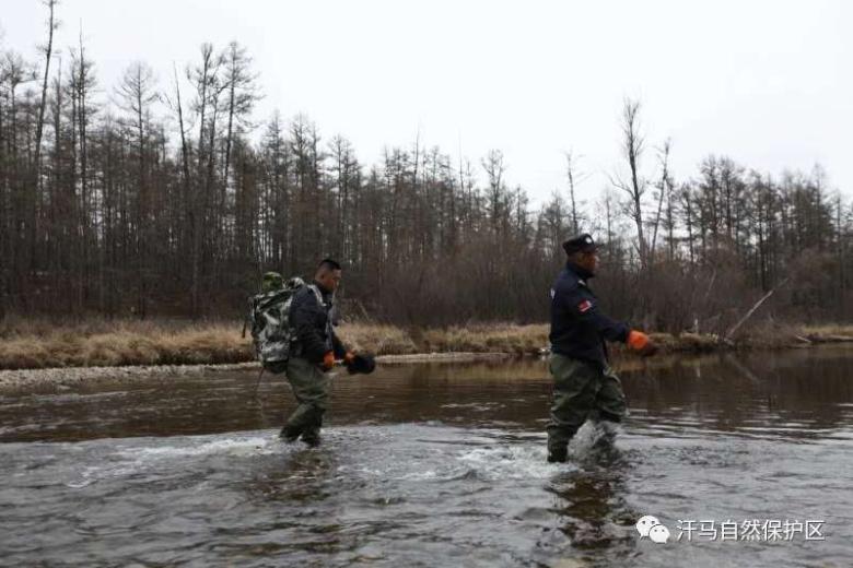 Conservation and Restoration of Moose Population in Hanma National Nature Reserve