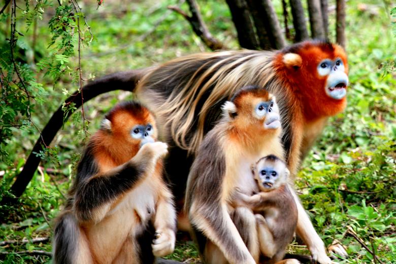 Conservation of the Golden Snub-nosed Monkey on the Basis of Research and Education