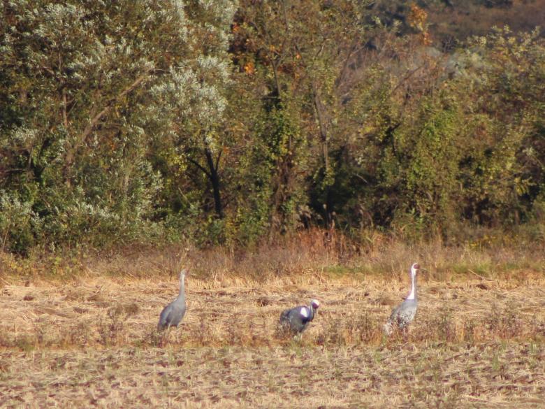 Cranes over Cheorwon, cultivating conservation and community: results from the Nature Coexistence between farmers and cranes