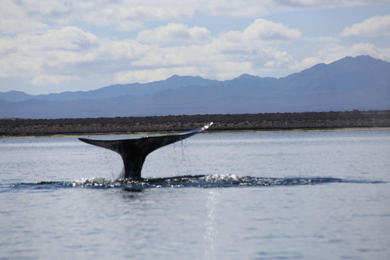 Sustainable and participative management in the regulation of marine activities for the preservation of species in "El Vizcaino Biosphere Reserve"