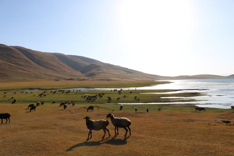 Sustainable pasture management for improving grassland ecosystems and livelihoods of pastoralists