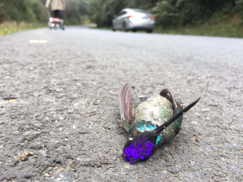 Finding evidence of 70 years of road impact on wildlife and a proposal of mitigation measures. Route 2: Interamericana Sur-Costa Rica