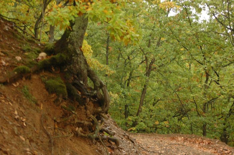 Reducing disaster risks and preventing floods through the implementation of Nature-based Solutions in Gledić (Kraljevo), Serbia