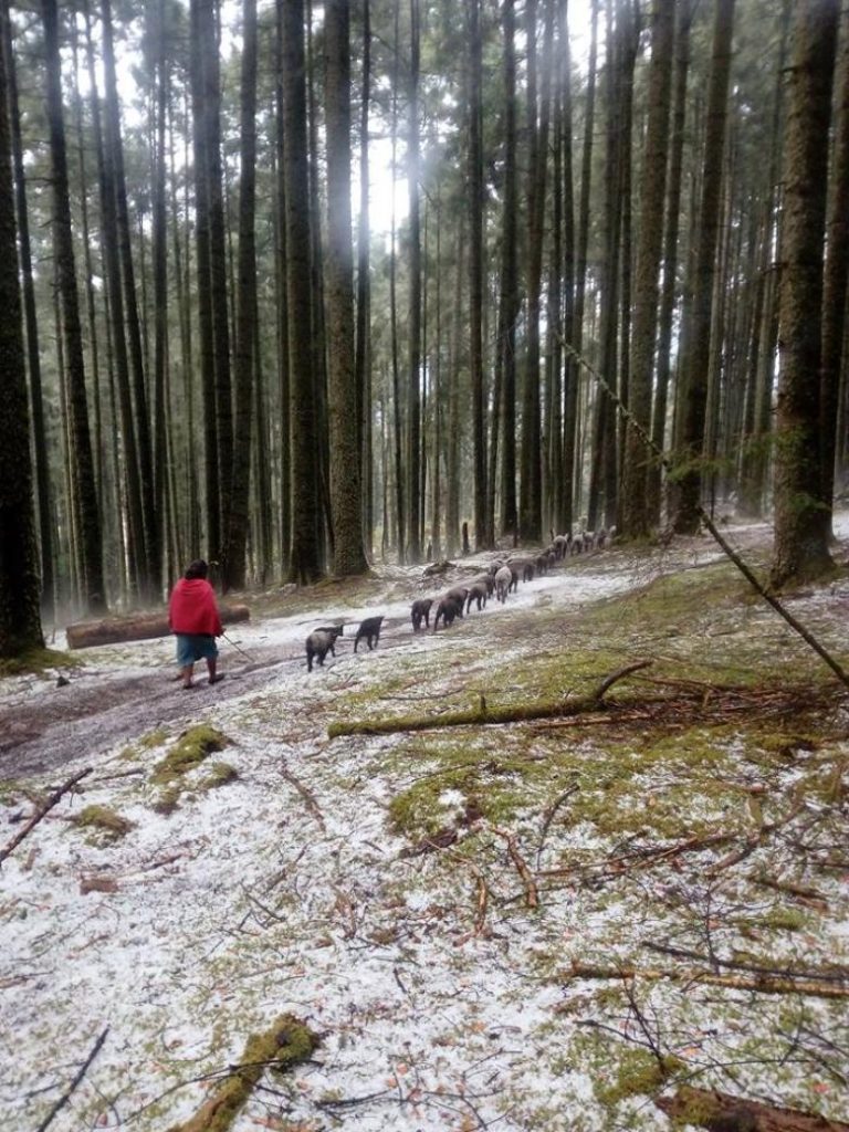 Strengthening community management and livestock farmers' livelihoods for conserving high mountain forests and grasslands of Mexico