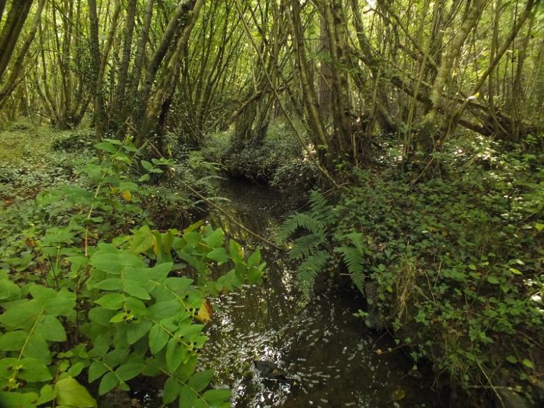 Sustainability of free forest evolution thanks to a specific regulatory tool