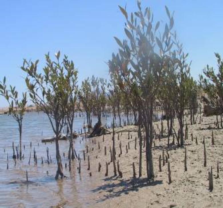 Community based approach in mangrove restoration and conservation