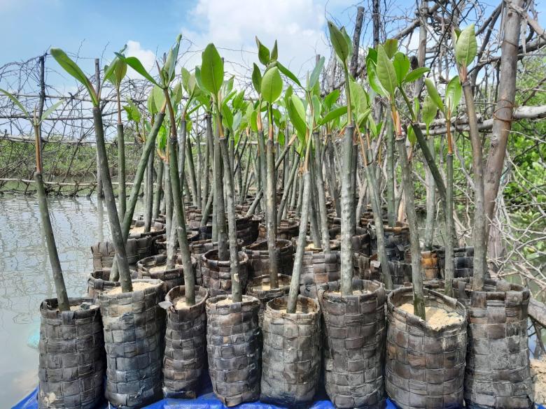 Biodegradable, Eco-friendly Palmyra Leaf Bags for Mangrove Nursery - Thanjavur District, Tamil Nadu, India