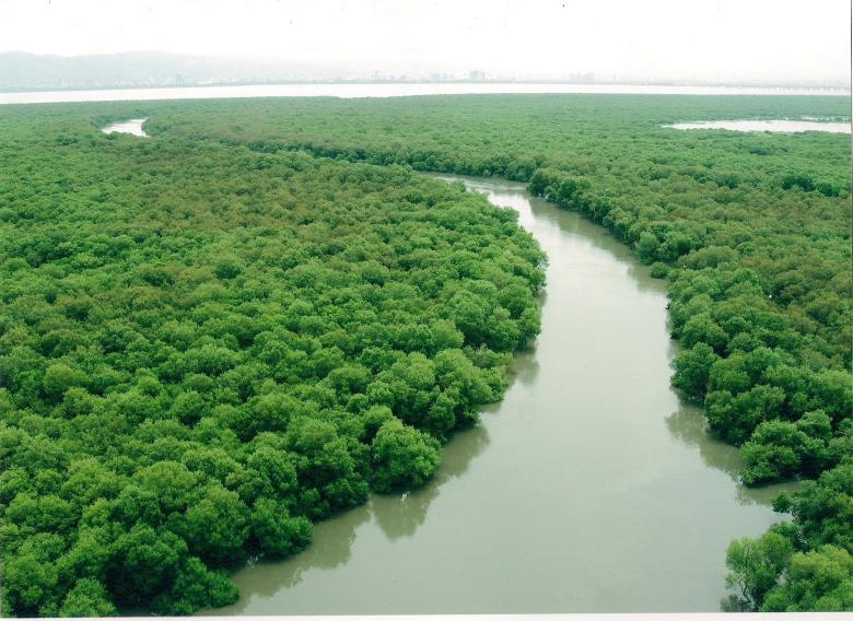 Godrej Mangroves: Symbiosis of Industry & Nature since Seven Decades