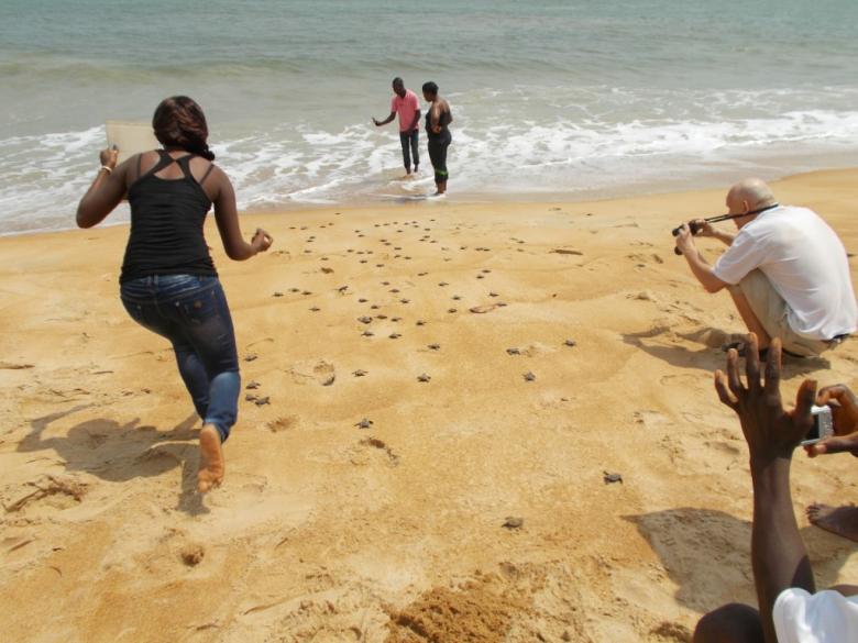 Sea turtle conservation in Ivory Coast