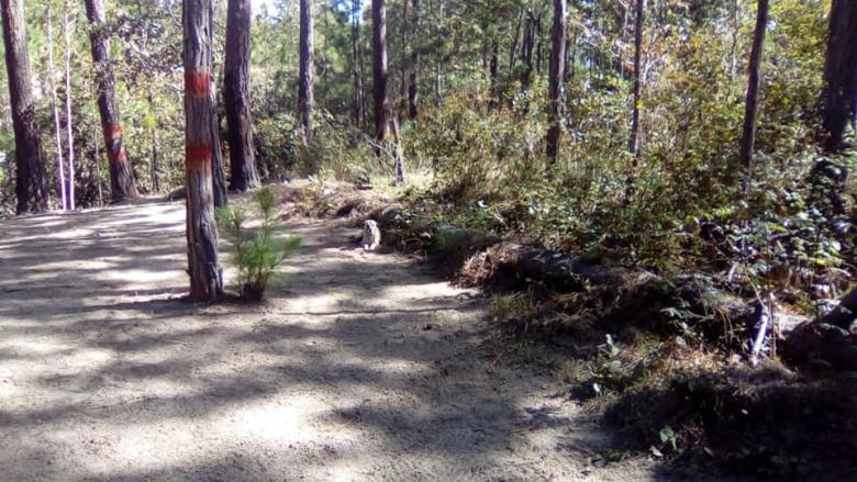 Involucramiento de las comunidades en la Prevención de Incendios Forestales en la ¨Biosfera Cacique Lempira¨, Honduras