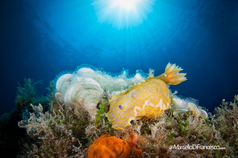 Valuing Italy’s marine environment: connecting interests for conservation Valuing Italy’s marine environment: connecting interests for conservation