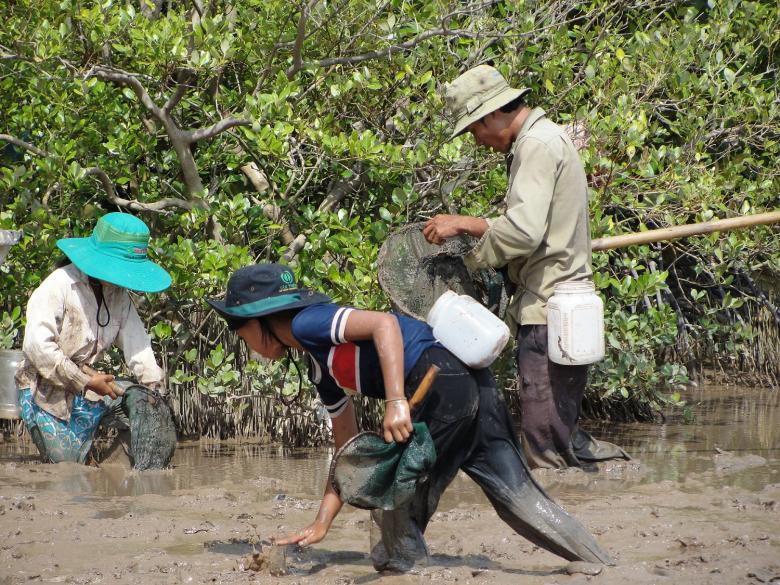 Co-management (shared governance) of natural resources in the coastal area