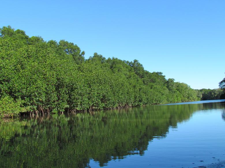 Private sector investment in conservation of dry forests and mangrove restoration