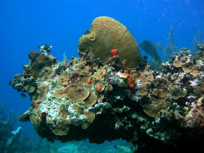 Coral Reef Valuation for MPA Management and Implementation