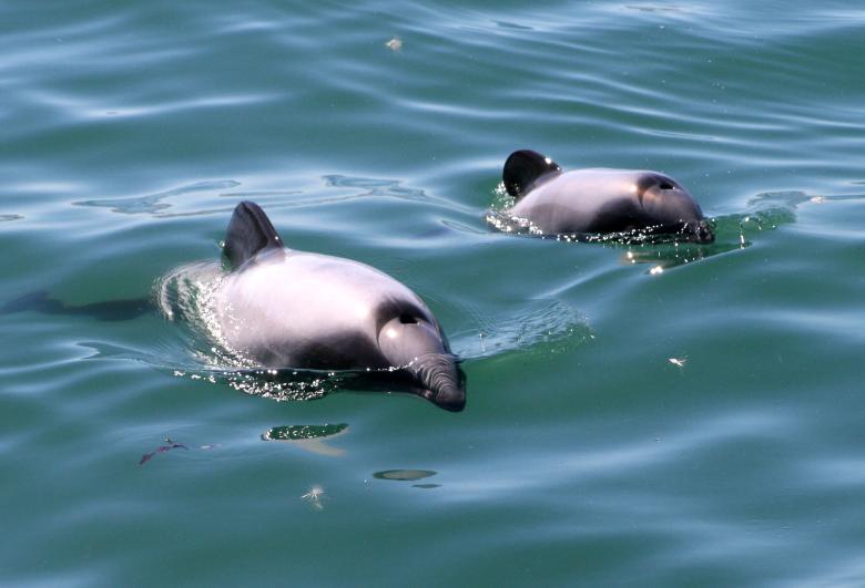 Creating a Citizen Science App to Identify NZ Hector’s dolphin habitat