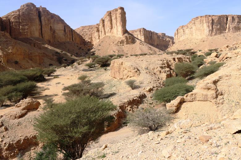 Conservation Success and Management Strategies in Saudi Arabia's Ibex Protected Area: A Case Study of the Nubian Ibex Monitoring