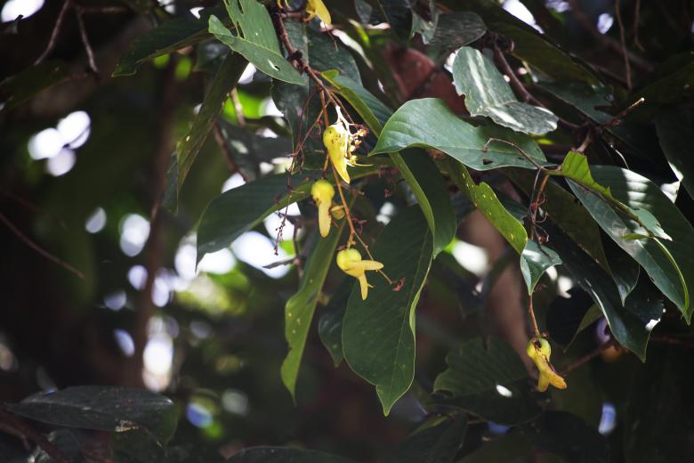 From Forest to Market: Fostering Green Economic Growth and Biodiversity Conservation in Indonesia