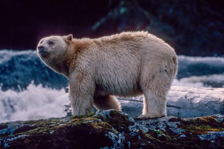 Youth Movement Successfully Helps Protect Canada’s Endangered Spirit Bear