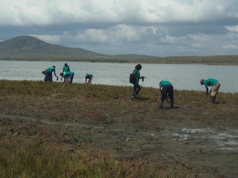 Community Mangrove Restoration within the Muni-Pomadze Ramsar Site, Ghana