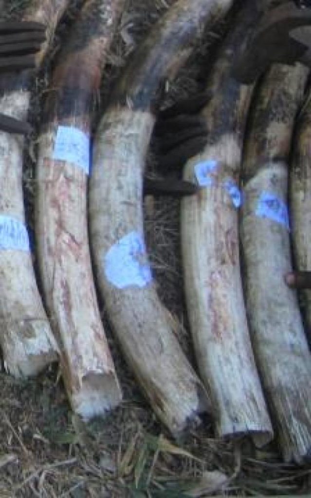 Court procedure training improves poacher conviction rate in Tanzania